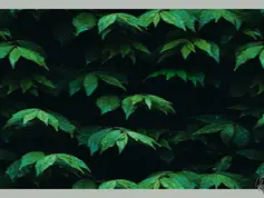 Caroll91 - Chlorophyll Mural