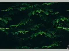 Caroll91 - Chlorophyll Mural 2