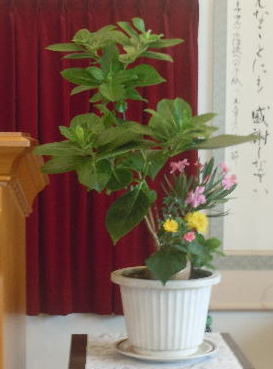 花材/紫陽花・夾竹桃・菊・ばら