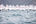 Sun Hung Kai & Co. Hong Kong Race Week 2026 Day 2 Race Report