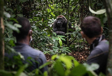 img-blog-Nouabale-Ndoki-National-Park-Becomes-Our-First-Certified-Gorilla-Friendly™-Park.j