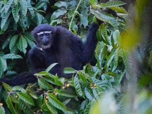 Hoolock-Gibbon-pic2.jpg