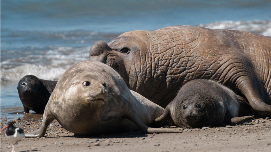 sea lions.png