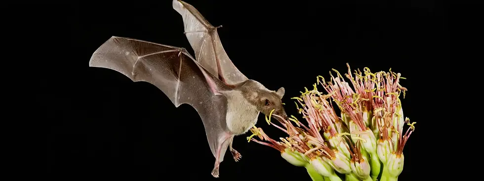 masthead-mexican-long-nosed-bat-scaled (1).webp