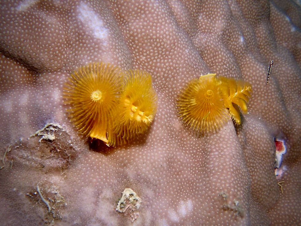 If Christmas tree worms sense a shadow, vibration, or passing predator, they retract into their tubes in a fraction of a second and seal the door with a trapdoor structure called an operculum.