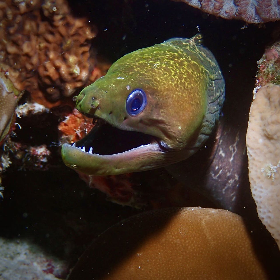 Despite its intimidating appearance, the Yellowmargin Moray is generally shy and plays an important role in maintaining the balance of reef ecosystems