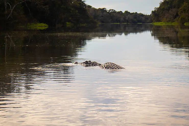 Imagem do Rio da Reserva Mamirauá.