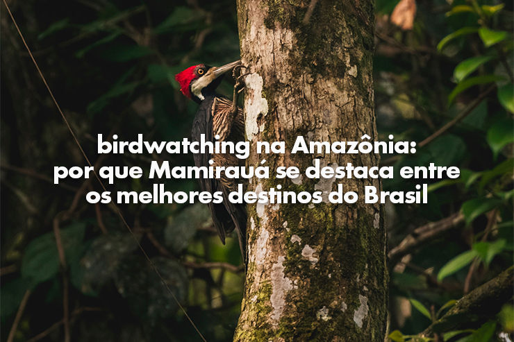Birdwatching na Amazônia: por que Mamirauá se destaca entre os melhores destinos do Brasil