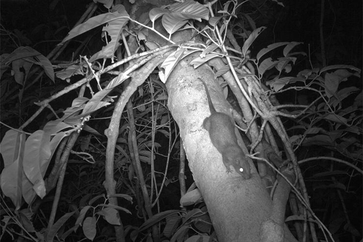 Imagem de um esquilo na floresta à noite.
