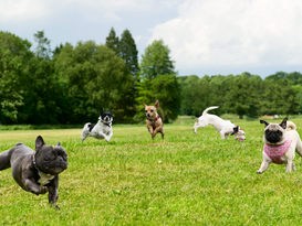 Dogs playing in a field.png
