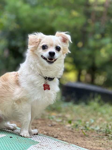 Small white dog sitting on the grass at dog boarding facility, Bed and Biscuit Country Boarding Inn.