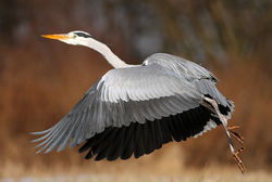 _MG_2581e1100