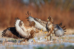Myszołowy (buteo buteo)