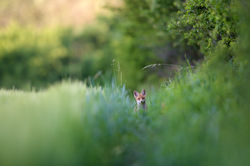 IMG_4117e
