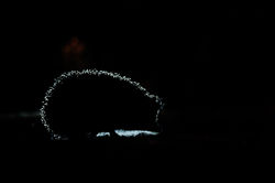 IMG_4917e