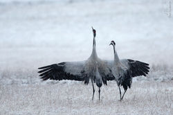 IMG_1083e