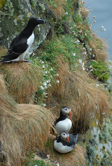 Birds on the shiants
