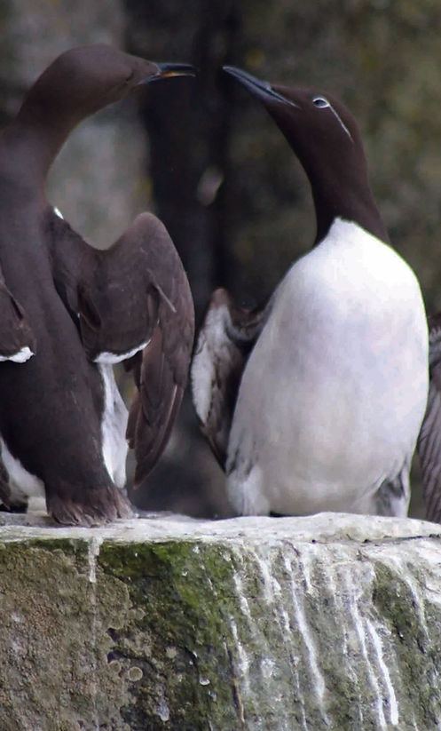 2 guillemots