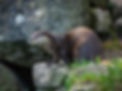 otter.jpg