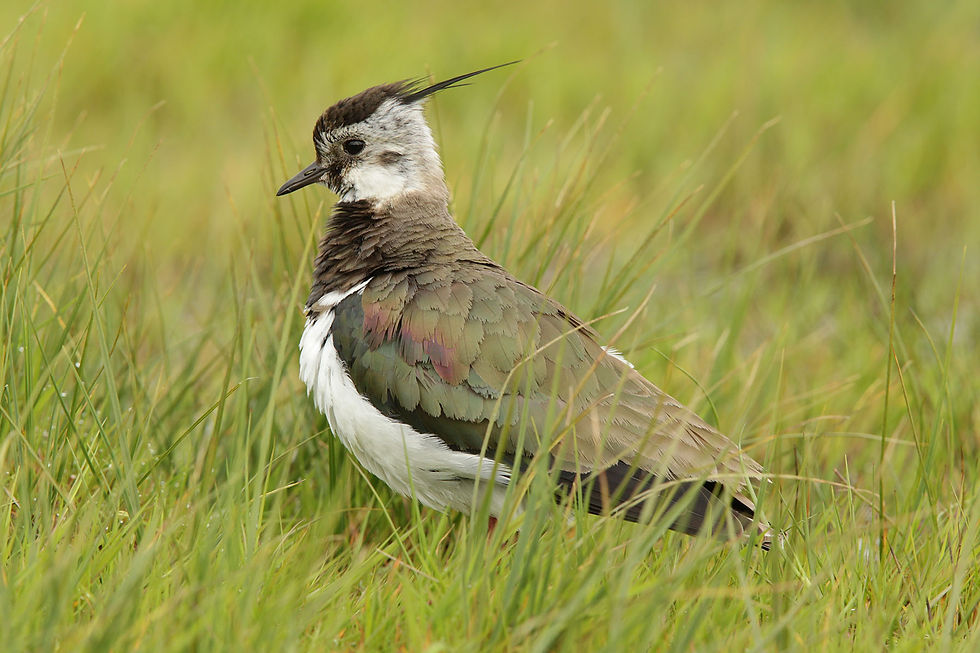 RSPB Birds at Balranald