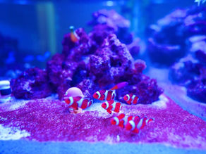 水槽の癒し効果