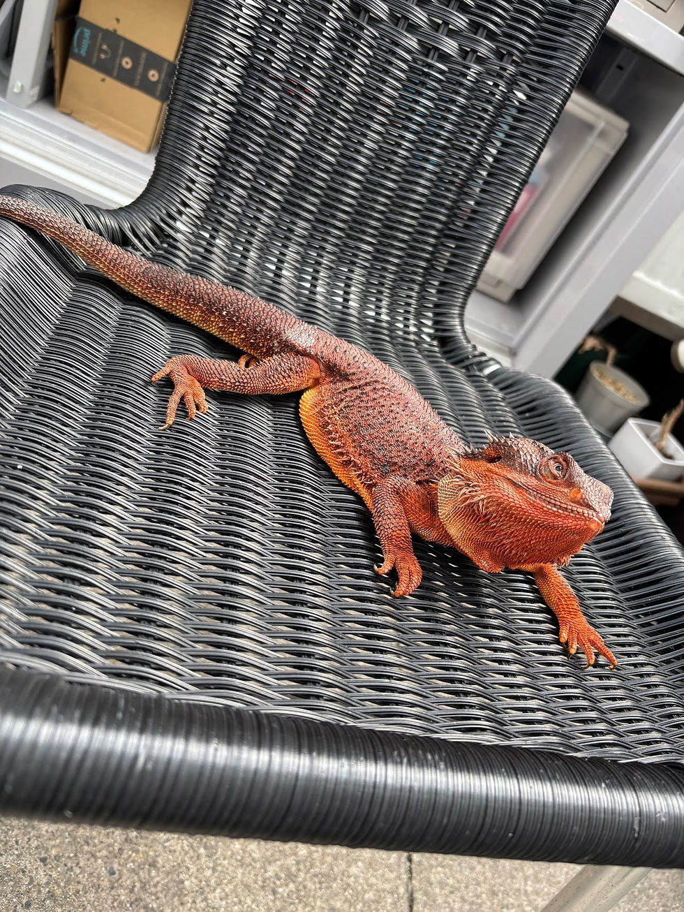 フトアゴヒゲトカゲ