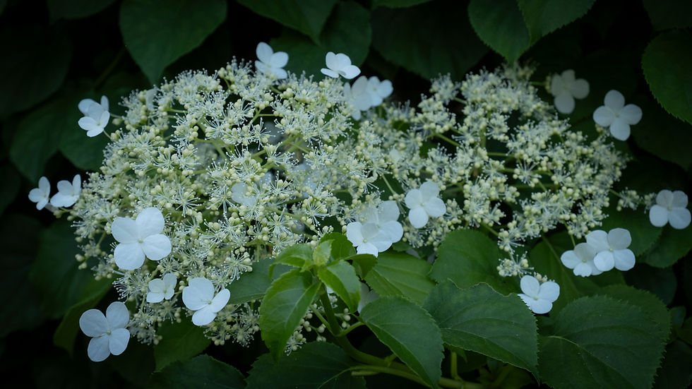 2025-165-X-T4-DSCF5256