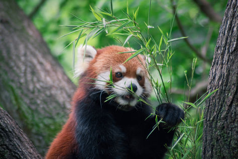 Cincinnati red panda-1.jpeg
