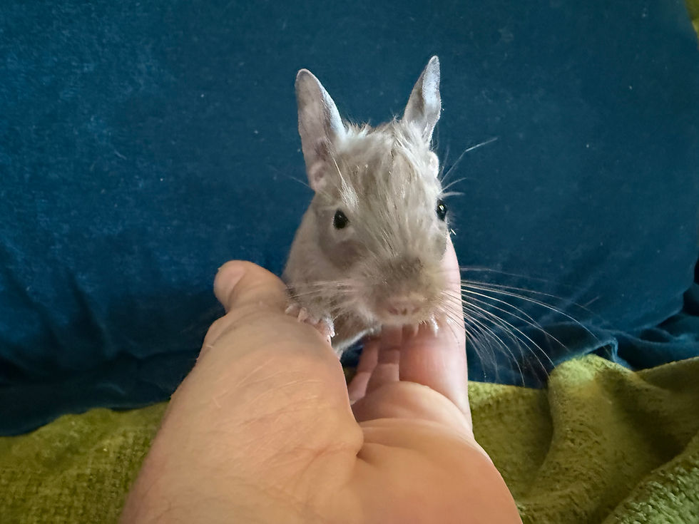 Thumbnail: Sambuka 