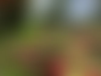 Apple Picking Opens for 2018