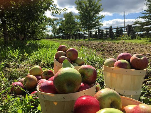 Apple Picking Opens for 2018