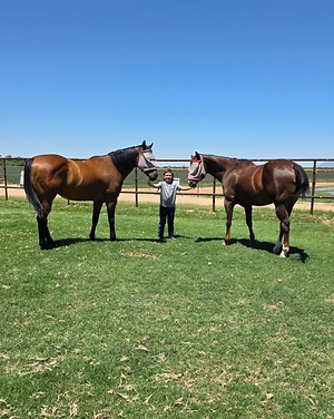 Pasture horses loving on ranch hand JR