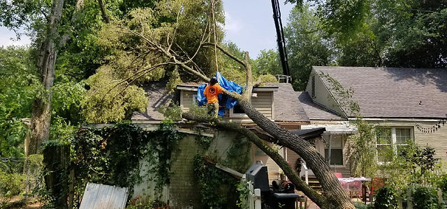 RapidRescue: Emergency Tree Removal for Urgent Situations RapidRescue: Emergency Tree Removal for Urgent Situations