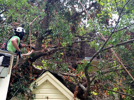 Safety Tips from your local Arborists at Kirkland Kutters Tree Service
