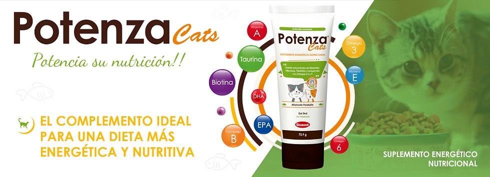 Banner web - Potenza Cats