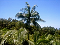 PALMISTE BLANC