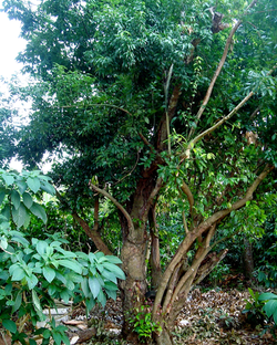 BOIS DE CANNELLE
