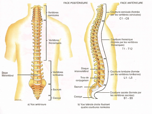 nombre de vertèbres et de nerfs
