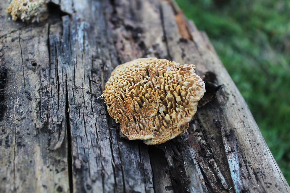 Daedalea quercina, fungi, fungui, hongos, roble, wood