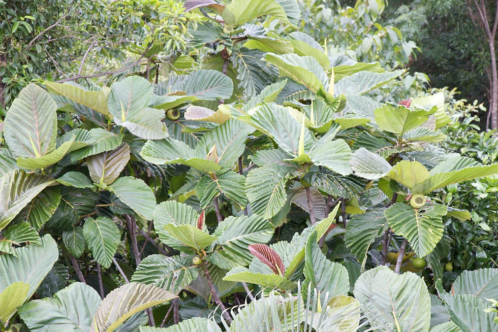 Ficus dammaropsis