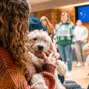 Cute Dog photography