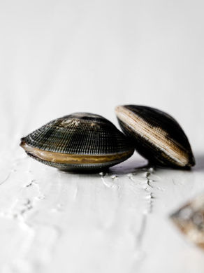 Vongole mušle - vše, co o nich potřebuješ vědět!