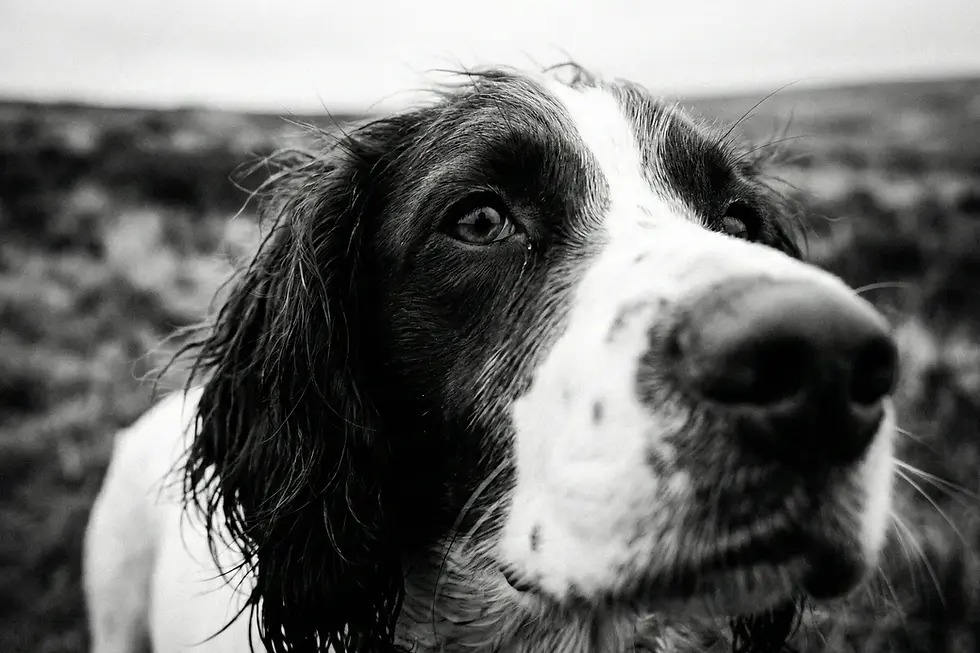 The Gaze series minimalist black and white dog portrait of a springer spaniel photographed outdoors