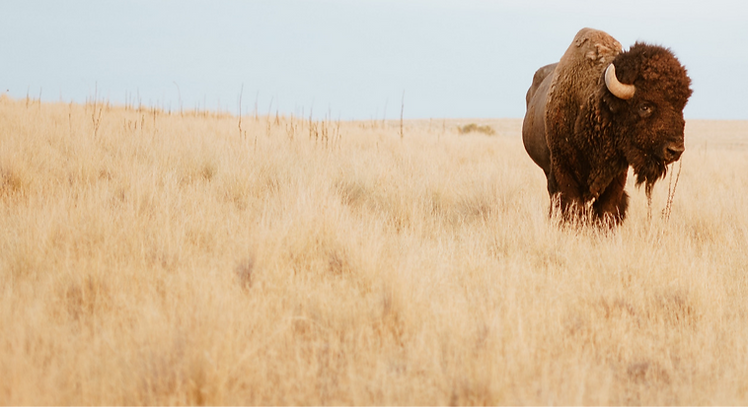 American bison on plains