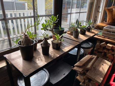 botanical shelf・・・。