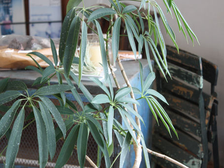 雑貨と観葉植物・・・。