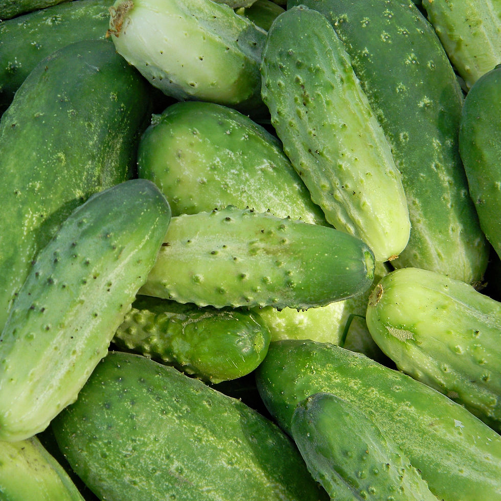 Hình thu nhỏ: Cucumber Hydrosol Floral Water