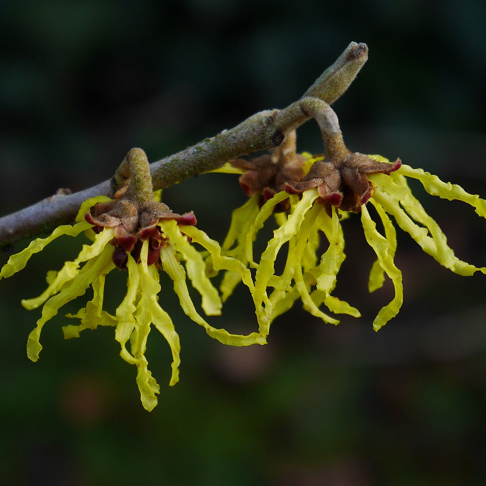 Miniaturbild: WITCH HAZEL OIL