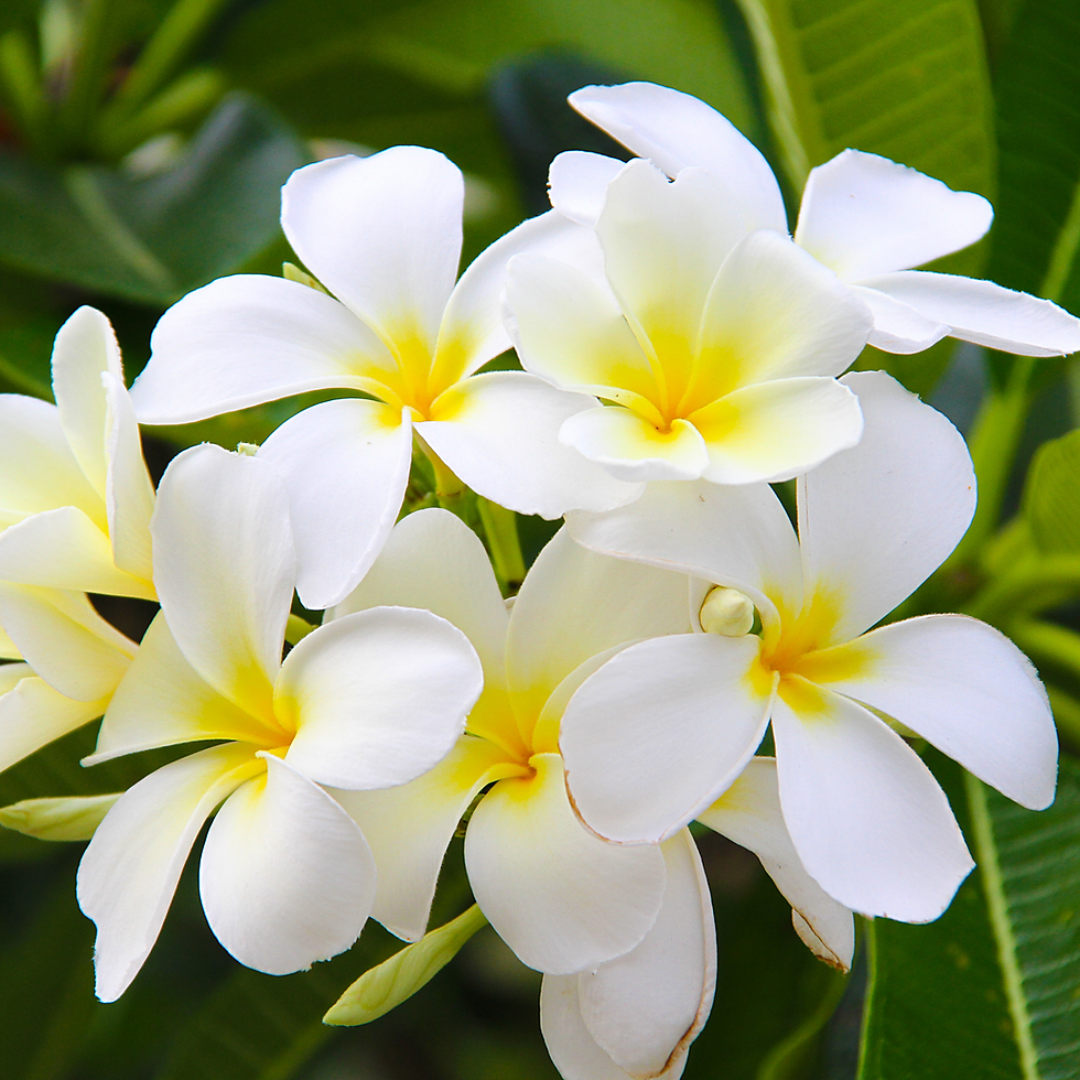 Миниатюра: Monoi De Tahiti Oil
