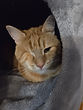 Animal perdu sans photographie
